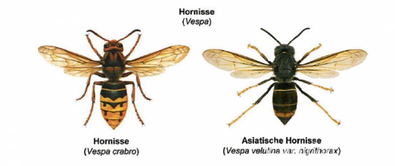 Darstellung der europäischen Hornisse (l.) und der tropischen, etwas kleineren Wespen-Variante, die Asiatische Hornisse (r.).