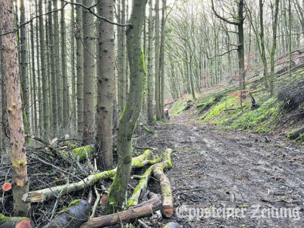 Der Weg durch den Wald von Ehlhalten nach Eppenhain wurde auf Initiative der Jagdgenossenschaft Ehlhalten wieder begehbar gemacht. Foto: privat